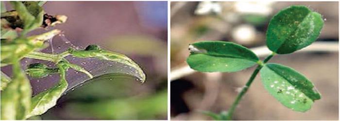 خسارت کنه تارتن دو لکه ای